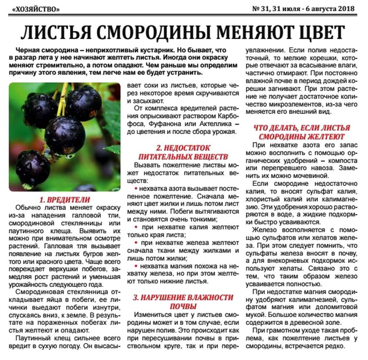 Смородина белорусская сладкая описание сорта фото отзывы