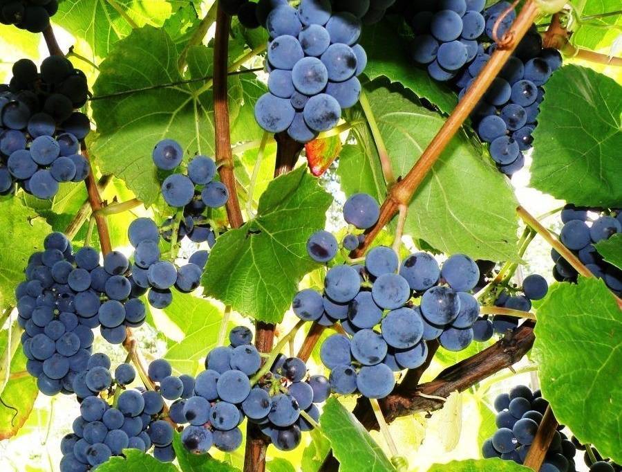 Виноград зилга: характеристика, посадка и уход, фото, отзывы