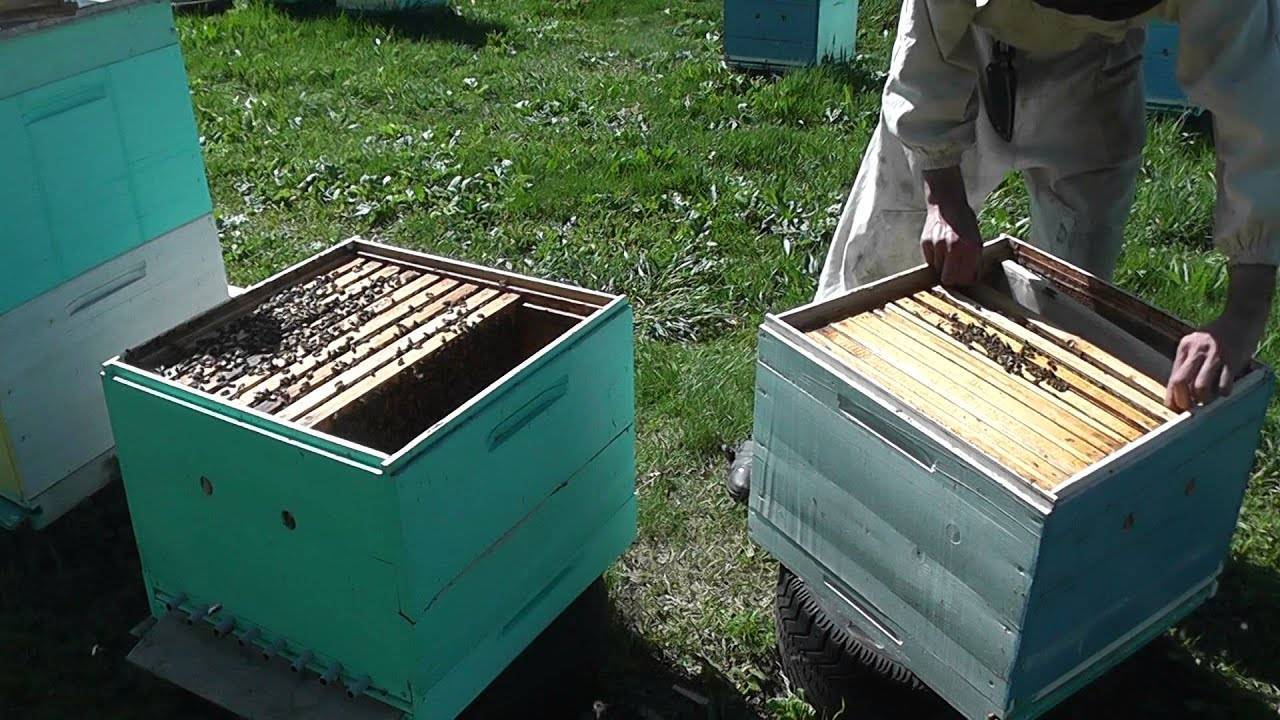 Метод цебро: описание, календарь пчеловодства и рекомендации