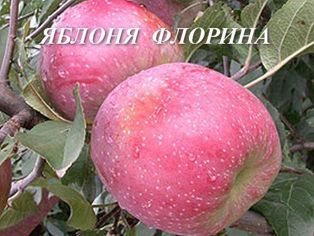 Яблоня флорина: описание и фото