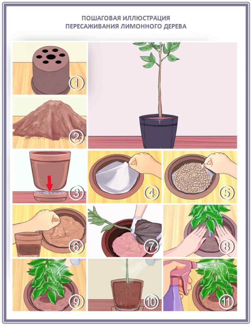 Состав и кислотность грунта для цитрусовых растений, как сделать своими руками