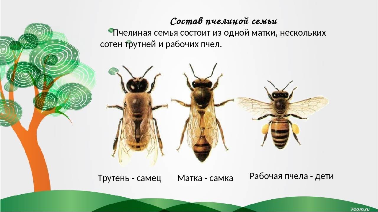Пчелиная семья: состав, структура и ее развитие