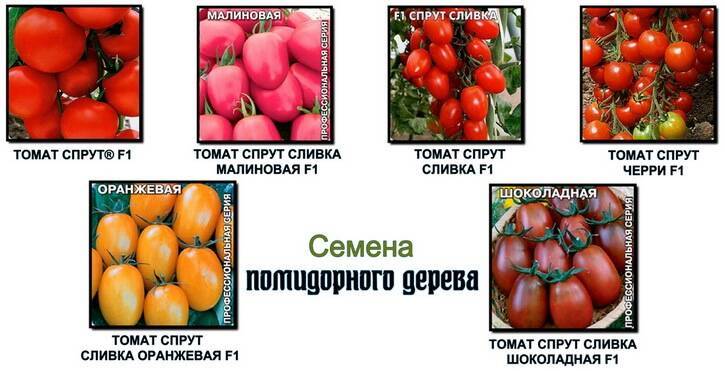 Томат спрут: отзывы, фото, урожайность | tomatland.ru