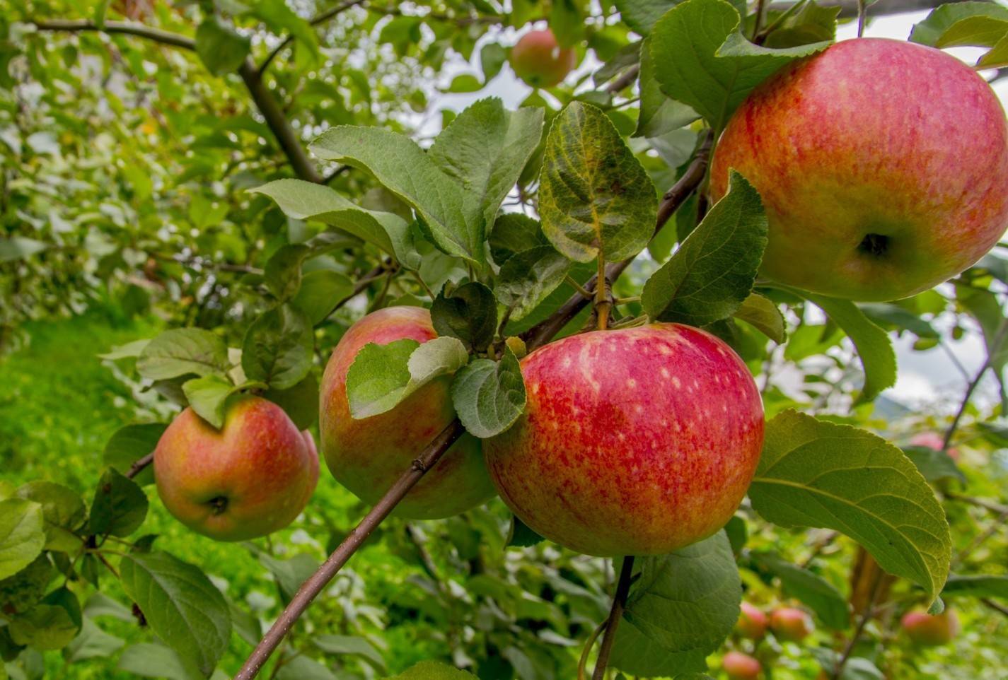 Сорт яблони богатырь, описание, характеристика и отзывы, а также особенности выращивания данного сорта