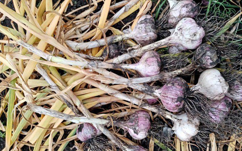 Когда убирать зимний чеснок: примерные сроки, признаки созревания овоща