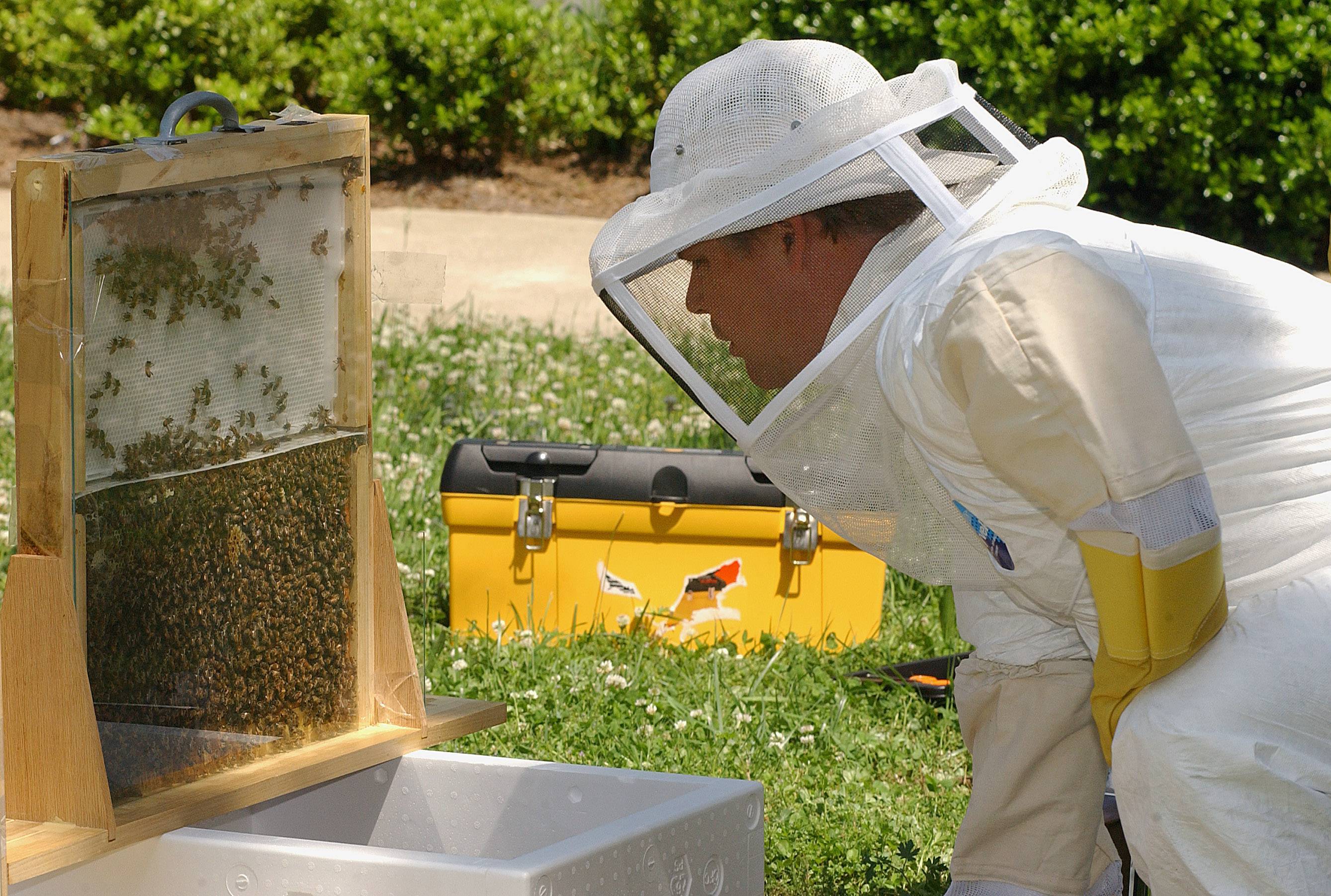 Электростимуляция биополя пчел – новая технология в пчеловодстве — agroxxi