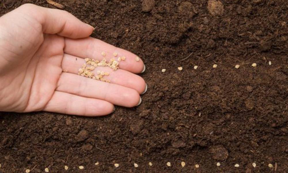 Когда можно сажать кукурузу семенами в открытый грунт 2022 года