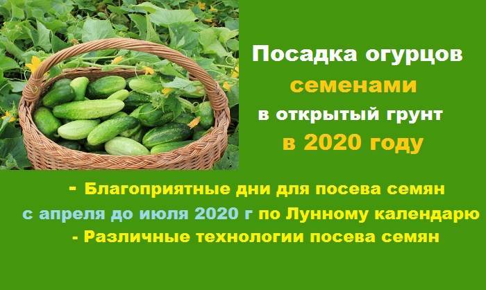 Когда сажать огурцы на рассаду в 2020 году