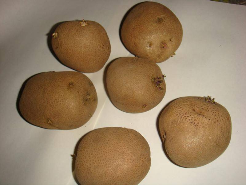 Картофель киви: характеристика сорта, отзывы, особенности выращивания и ухода :: syl.ru