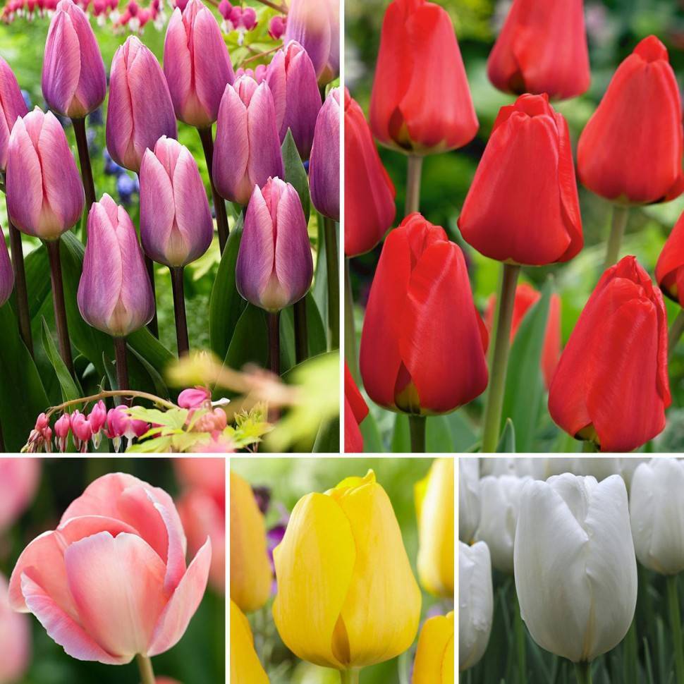 Виды и сорта тюльпанов  - более 40 сортов с фото и описанием