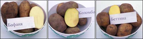 Картофель коломбо: описание, выращивание сорта и уход за ним