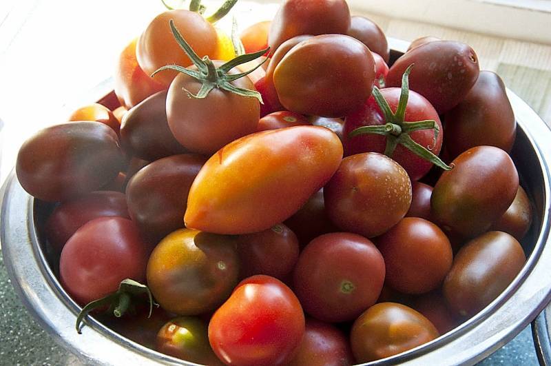 Сорта помидоров для засолки и консервирования: описание лучших с фото
