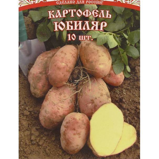 Описание и характеристики сорта картофеля розара, посадка и уход