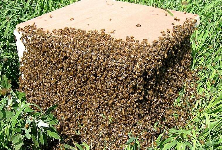 Размножение пчелиных семей роением: естественный и искусственный | огородники
