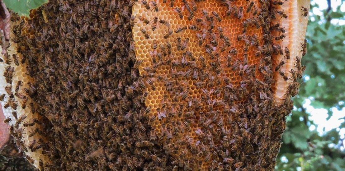 Земляная и другие виды диких пчел, их особенности и образ жизни