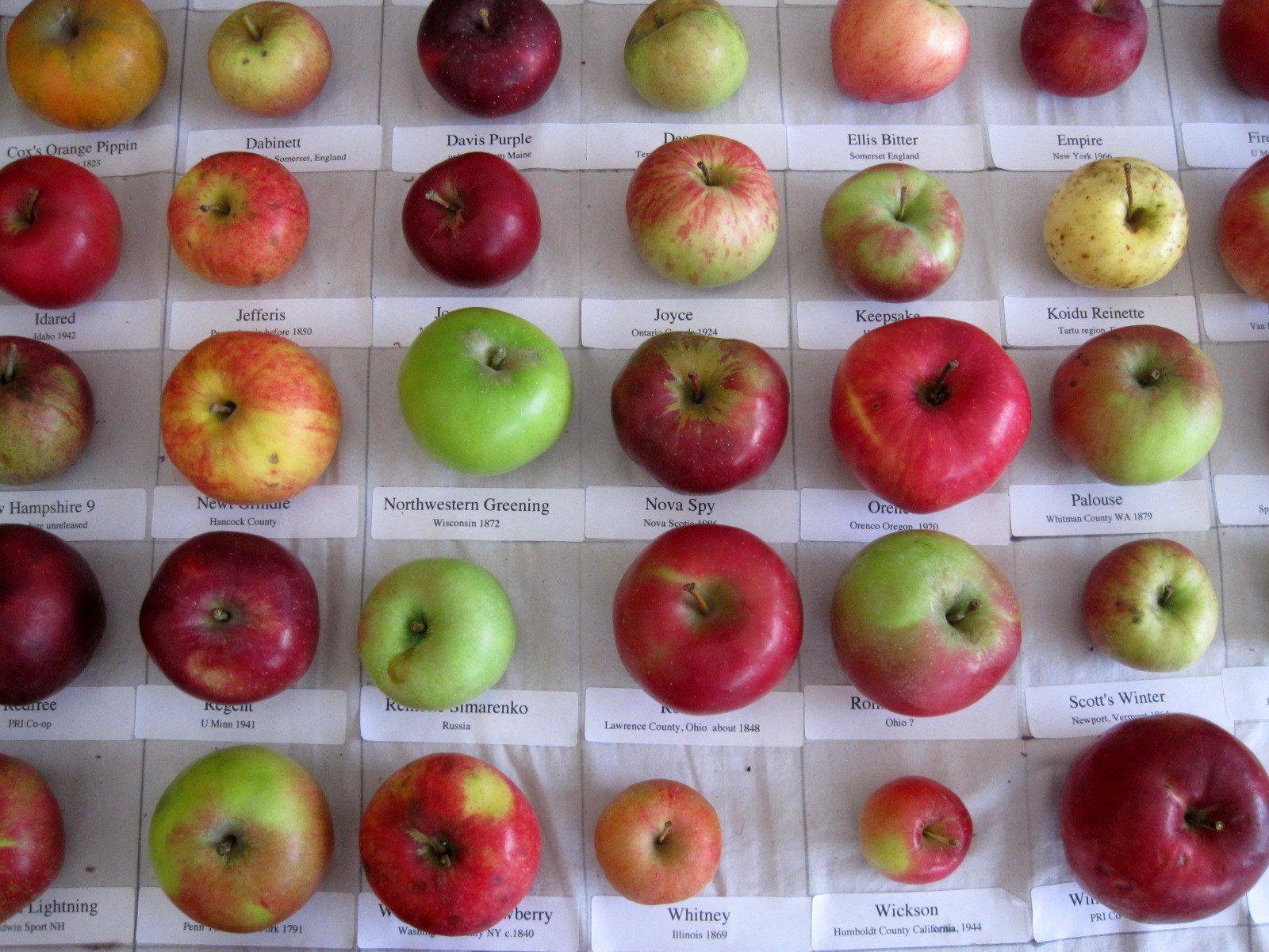 Сорта яблок: названия с фото и описанием, а также лучшие и сладкие виды, которые подойдут для средней полосы россии и других регионов