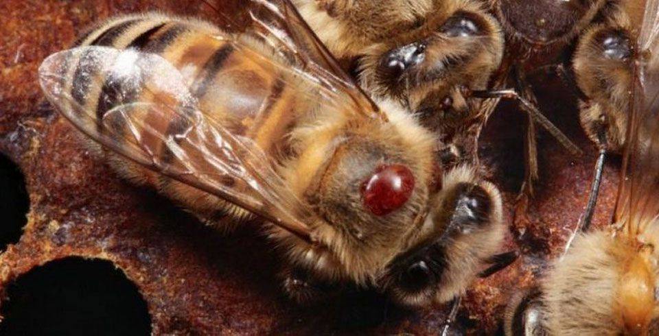 Клещ варроа | vita bee health
