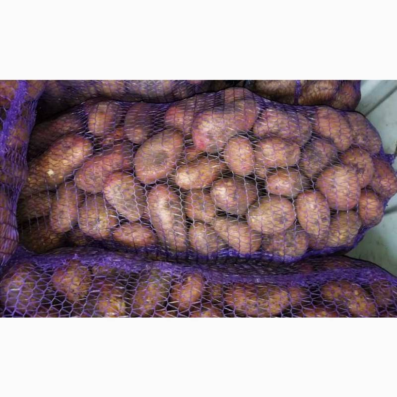 Сорт картофеля славянка: фото, отзывы, описание, характеристики.