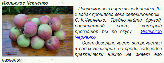 Описание сорта яблони июльское черненко: фото яблок, важные характеристики, урожайность с дерева