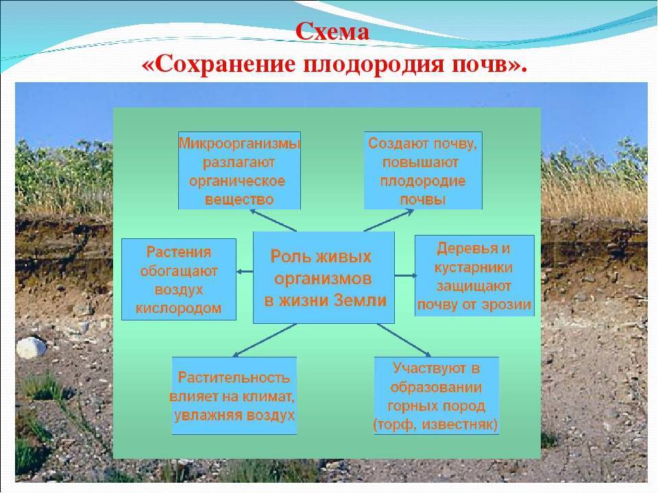 Какая бывает почва, и как её улучшить? типы почв. способы улучшения. повышение плодородия — ботаничка.ru