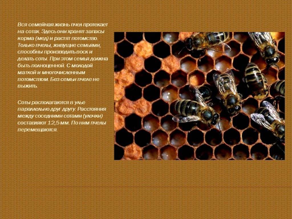 Пчелиные соты: что это такое, как и из чего их делают пчелы?