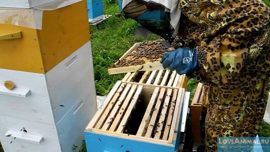 Пересадка пчел зимой в новый улей. как пересадить пчел весной в чистый улей. уход за пчелами весной: видео для начинающих пчеловодов