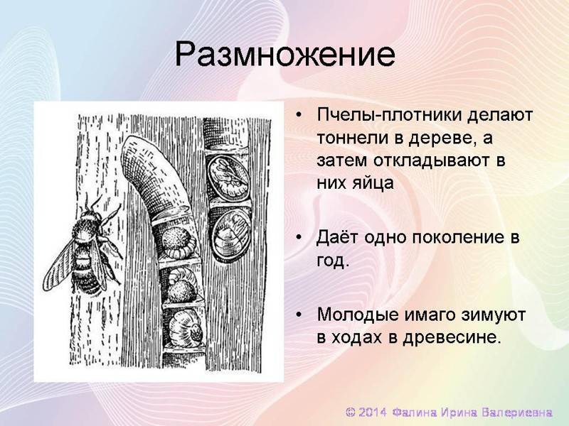 На рисунке изображен способ образования разных групп медоносных пчел в улье