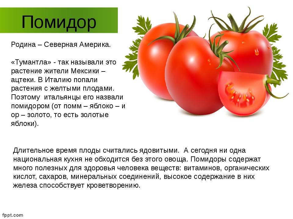 Огромная польза помидор для человека