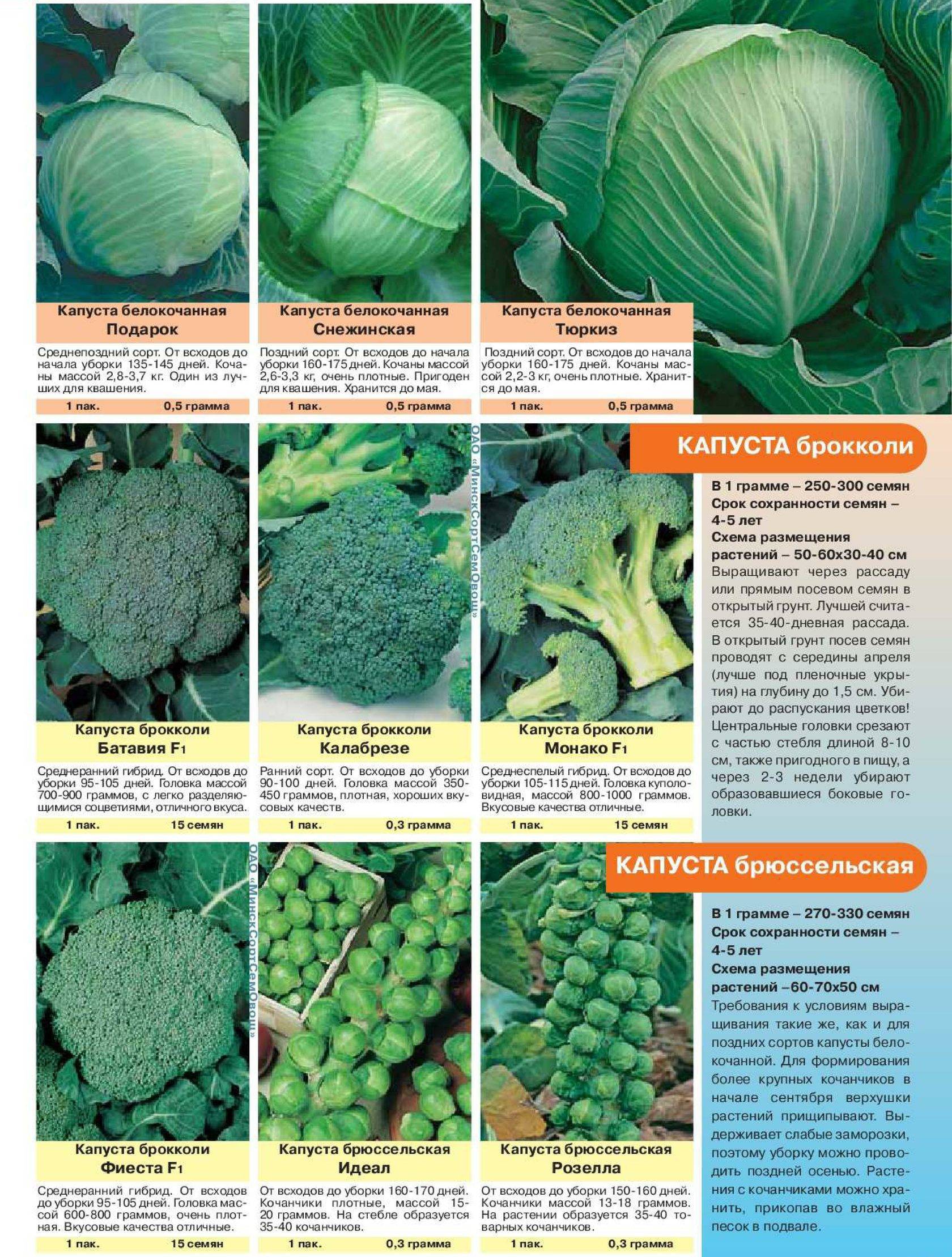 Лучшие сорта цветной капусты: самые урожайные с описанием и фото