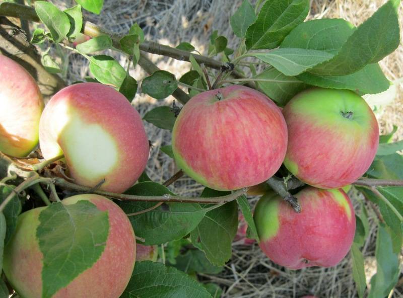 Яблоня флорина - секреты выращивания сорта, описание, фото, видео