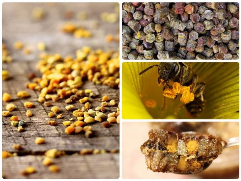Пчелиная пыльца: польза и вред как принимать