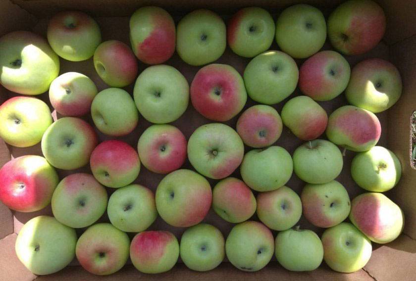 Яблоня имрус: описание сорта с фото, рекомендации по выращиванию яблок, а также отзывы садоводов
