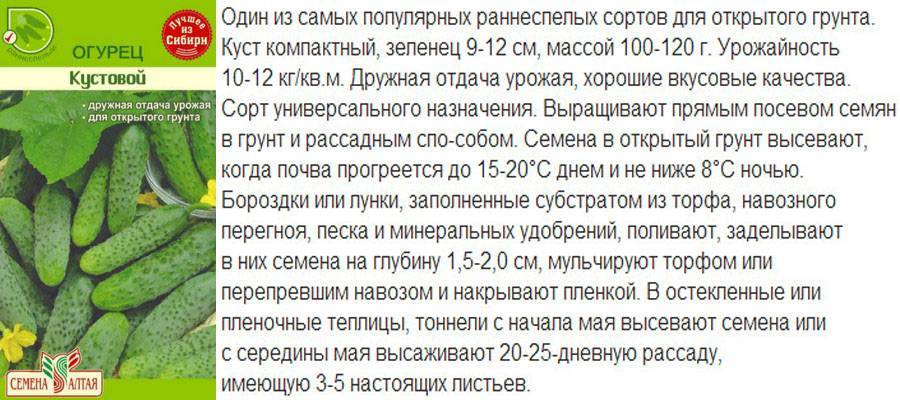 Лучшие сорта огурцов на 2021 год: самые урожайные, вкусные, для теплицы и открытого грунта