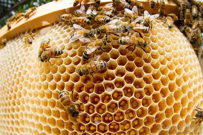 Как и для чего пчелы делают мед?