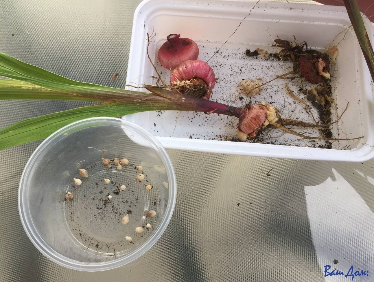 Семена гладиолусов: как выглядят, сбор и выращивание