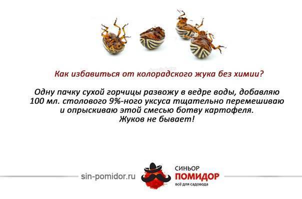 Нашатырный спирт от колорадского жука на картошке: как применять, правила подкормки, отзывы
