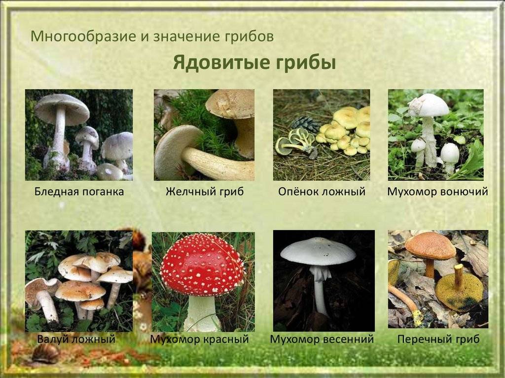 Съедобные и ядовитые грибы ростовской области: фото и названия, грибные места