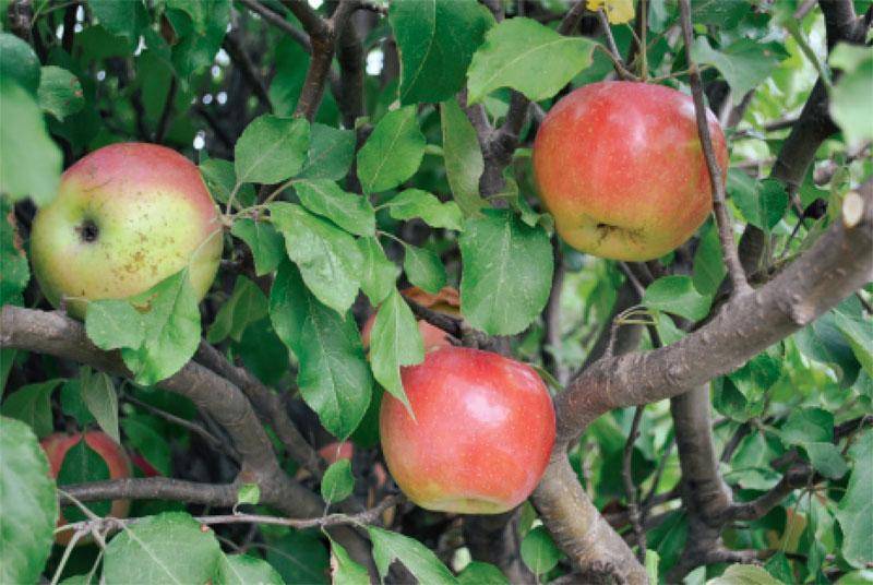 Особенности посадки и ухода за яблоней «чудное»