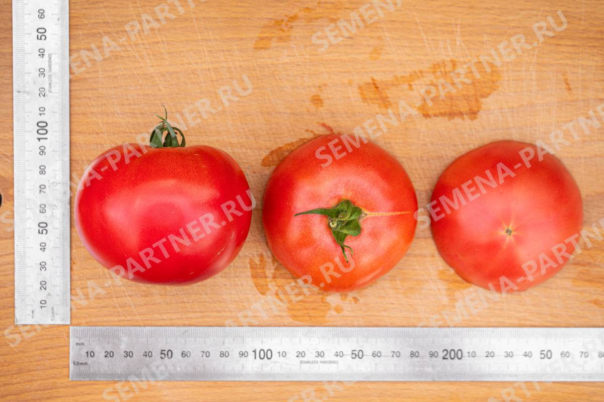 Семена томат пинк трит: описание сорта, фото. купить с доставкой или почтой россии.