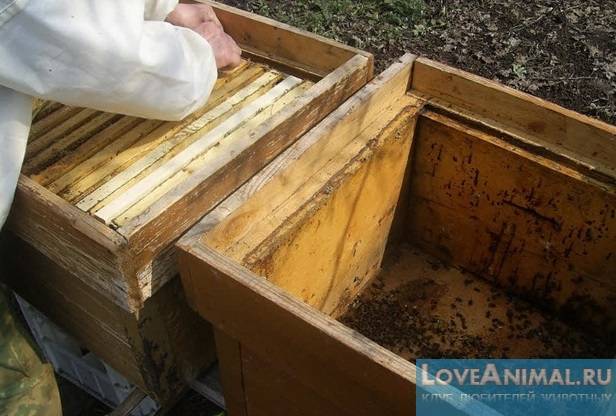 Как пересадить пчел из пчелопакета в улей: правильная пересадка
