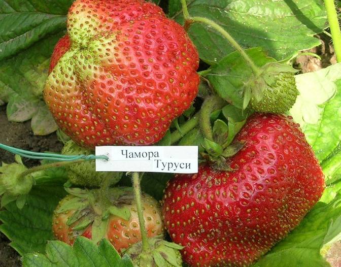 Сорт клубники чамора туруси с описанием и фото