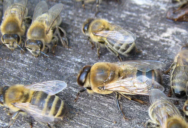 Сколько меда дает один улей за сезон, какое количество меда приносит одна пчела