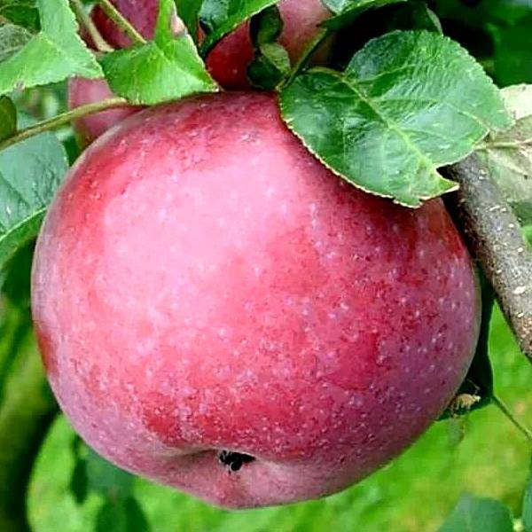 Яблоня лобо: особенности сорта и ухода