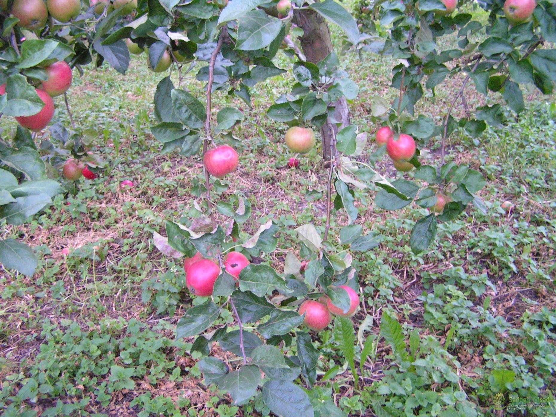 Опылитель яблони сорт веньяминовская