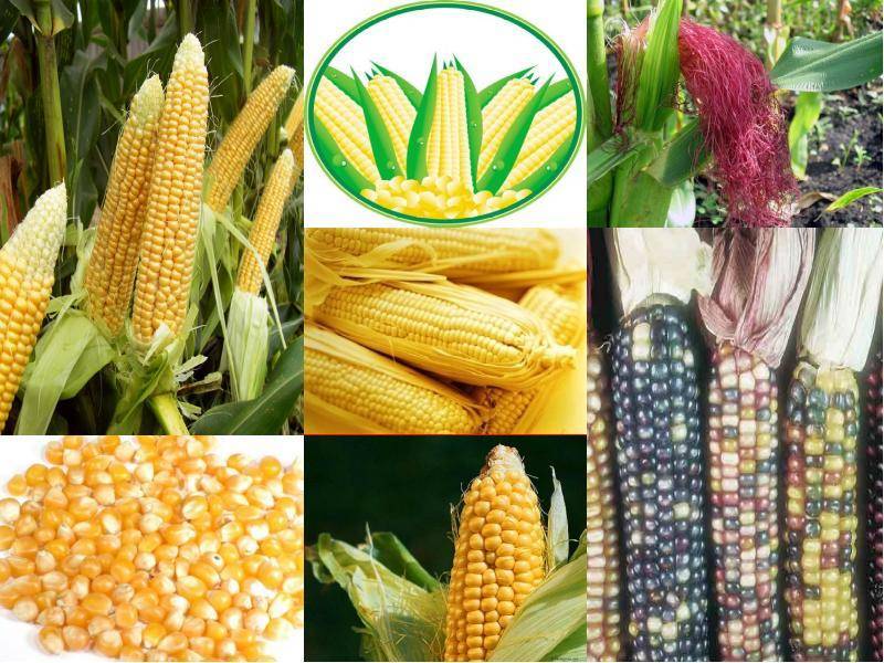 Описание и выбор семян кукурузы, как сохранить в домашних условиях