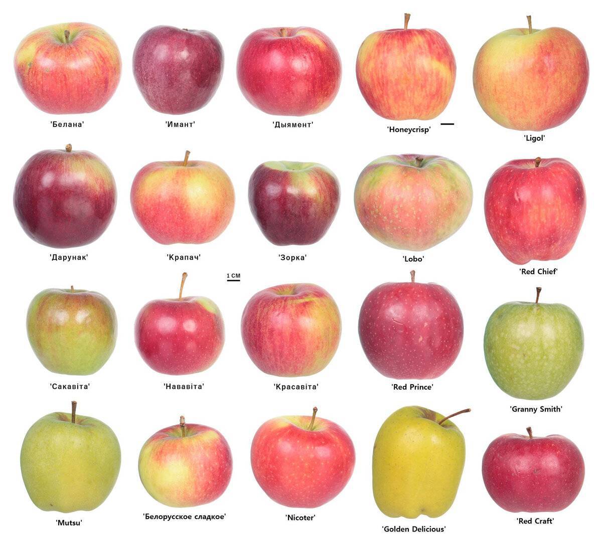 Ранние сорта яблонь: подборка с описанием и характеристиками, достоинства и недостатки, фото яблок