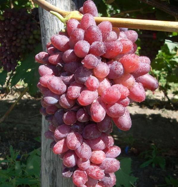 Виноград байконур: описание сорта с характеристикой и отзывами, особенности посадки и выращивания, фото